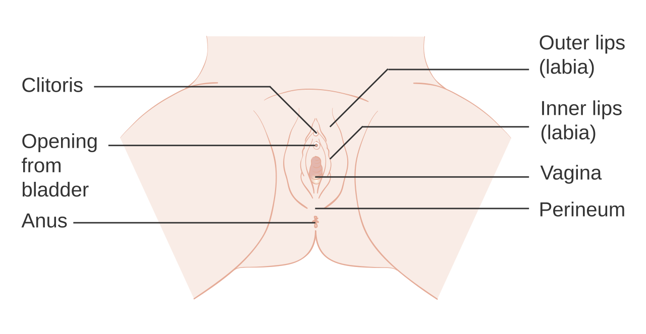 Labelled diagram of vulval anatomy showing the clitoris, urinary opening, vaginal opening, inner and outer labia, perineum and anus